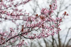 Prunus cerasifera 'Nigra' (Kerspruim 'Nigra')