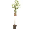 Prunus cerasus 'Morel' (Kers) fruitplant 230cm