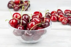 Prunus cerasus 'Morel' (Kers) fruitplant 230cm