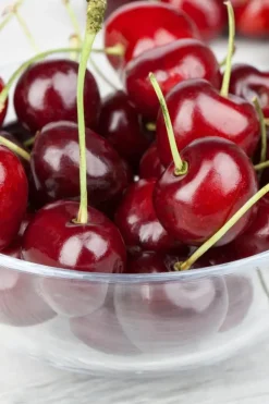 Prunus cerasus 'Morel' (Kers) fruitplant 230cm