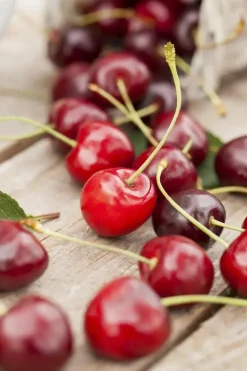 Prunus cerasus 'Morel' (Kers) fruitplant 230cm