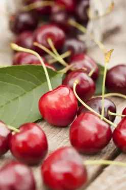 Prunus cerasus 'Morel' (Kers) fruitplant 230cm
