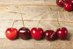 Prunus cerasus 'Morel' (Kers) fruitplant 230cm