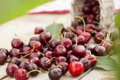 Prunus cerasus 'Morel' (Kers) fruitplant 230cm