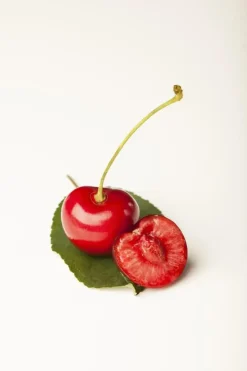 Prunus cerasus 'Morel' (Kers) fruitplant 230cm