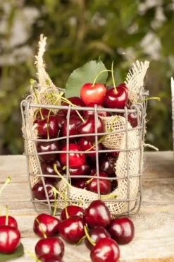 Prunus cerasus 'Morel' (Kers) fruitplant 230cm