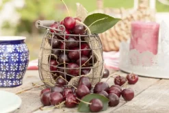 Prunus cerasus 'Morel' (Kers) fruitplant 230cm