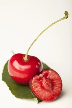 Prunus cerasus 'Morel' (Kers) fruitplant 230cm