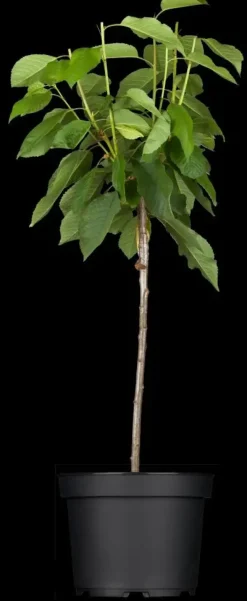 Prunus cerasus 'Morel' (Kers) fruitplant 230cm