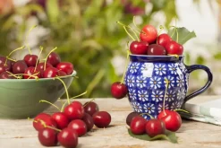 Prunus cerasus 'Morel' (Kers) fruitplant 230cm