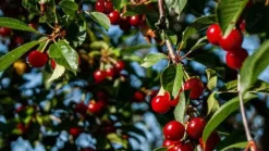 Prunus cerasus 'Morel' (Kers) fruitplant 230cm