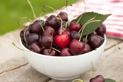 Prunus cerasus 'Morel' (Kers) fruitplant 230cm