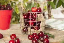 Prunus cerasus 'Morel' (Kers) fruitplant 230cm