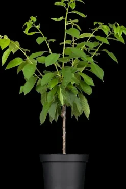 Prunus cerasus 'Morel' (Kers) fruitplant 230cm
