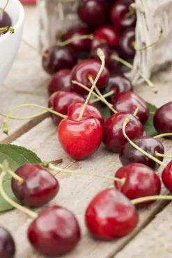 Prunus cerasus 'Morel' (Kers) fruitplant 230cm