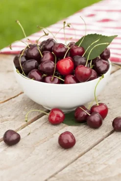 Prunus cerasus 'Morel' (Kers) fruitplant 230cm
