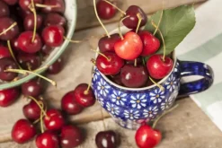 Prunus cerasus 'Morel' (Kers) fruitplant 230cm
