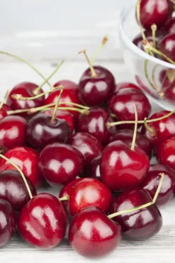 Prunus cerasus 'Morel' (Kers) fruitplant 230cm