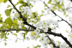 Prunus cerasus 'Morel' (Kers) fruitplant 230cm