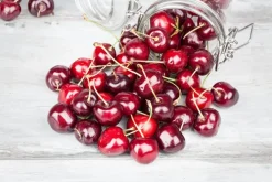 Prunus cerasus 'Morel' (Kers) fruitplant 230cm