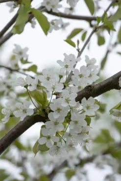Prunus cerasus 'Morel' (Kers) fruitplant 230cm