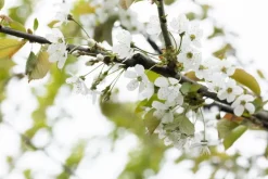 Prunus cerasus 'Morel' (Kers) fruitplant 230cm