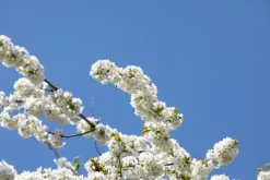 Prunus cerasus 'Morel' (Kers) fruitplant 230cm