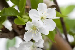 Prunus cerasus 'Morel' (Kers) fruitplant 230cm