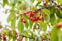 Prunus cerasus 'Morel' (Kers) fruitplant 230cm
