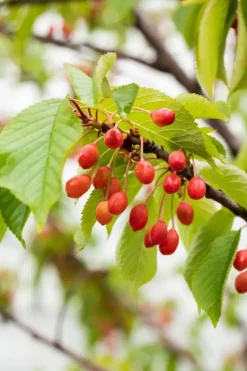 Prunus cerasus 'Morel' (Kers) fruitplant 230cm