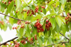 Prunus cerasus 'Morel' (Kers) fruitplant 230cm