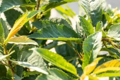 Prunus cerasus 'Morel' (Kers) fruitplant 230cm