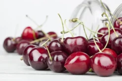 Prunus cerasus 'Morel' (Kers) fruitplant 230cm