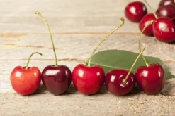 Prunus cerasus 'Morel' (Kers) fruitplant 230cm