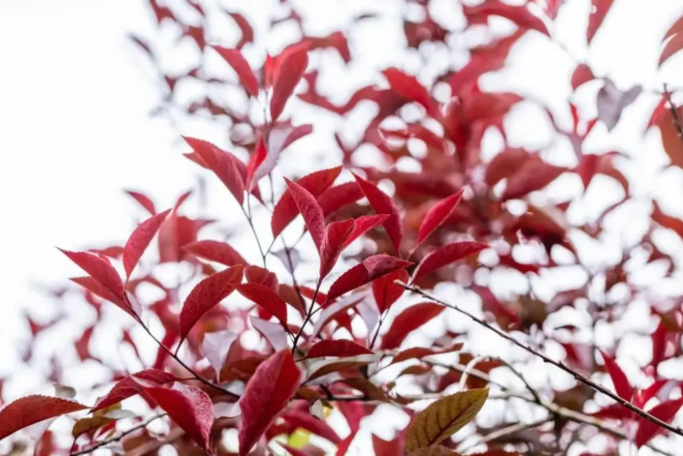 Prunus cistena (Prunus)