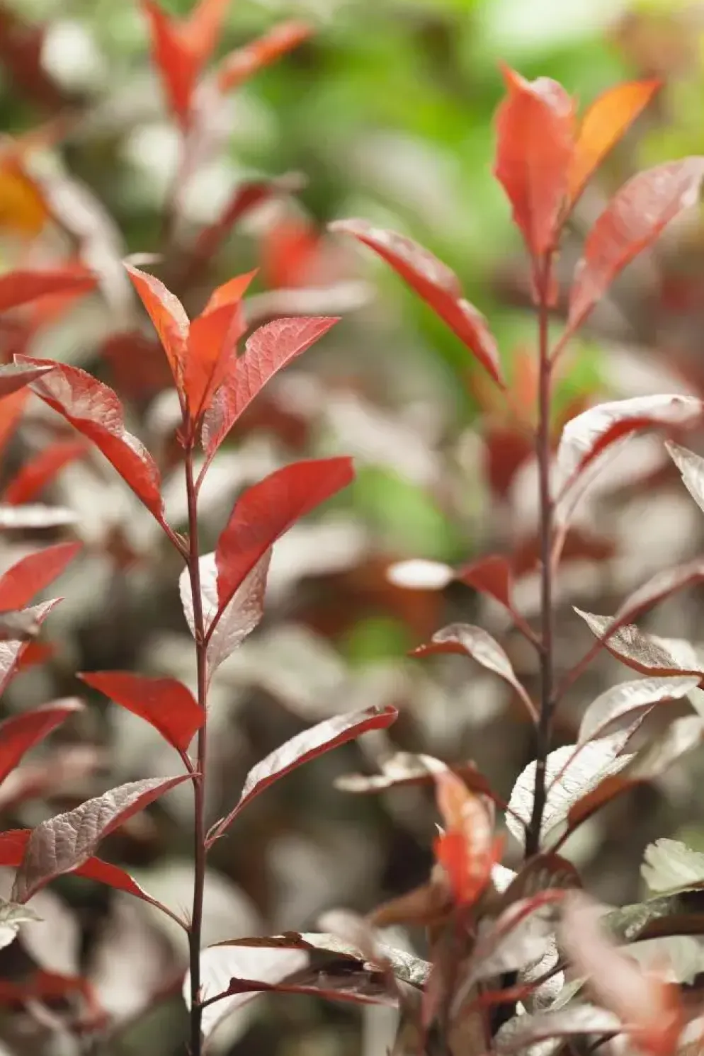 Prunus cistena (Prunus)