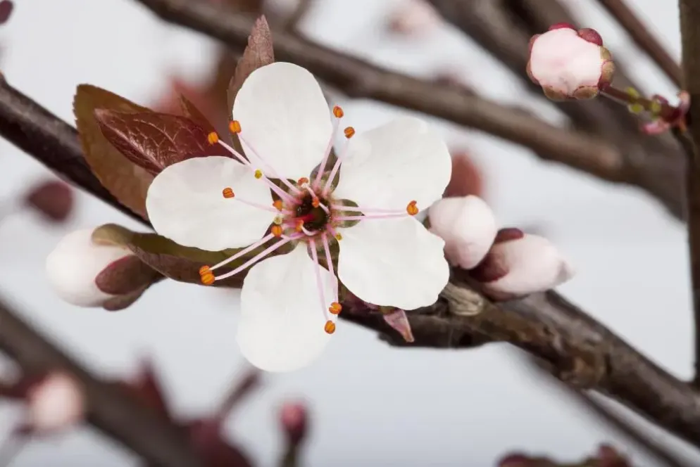 Prunus cistena (Prunus)