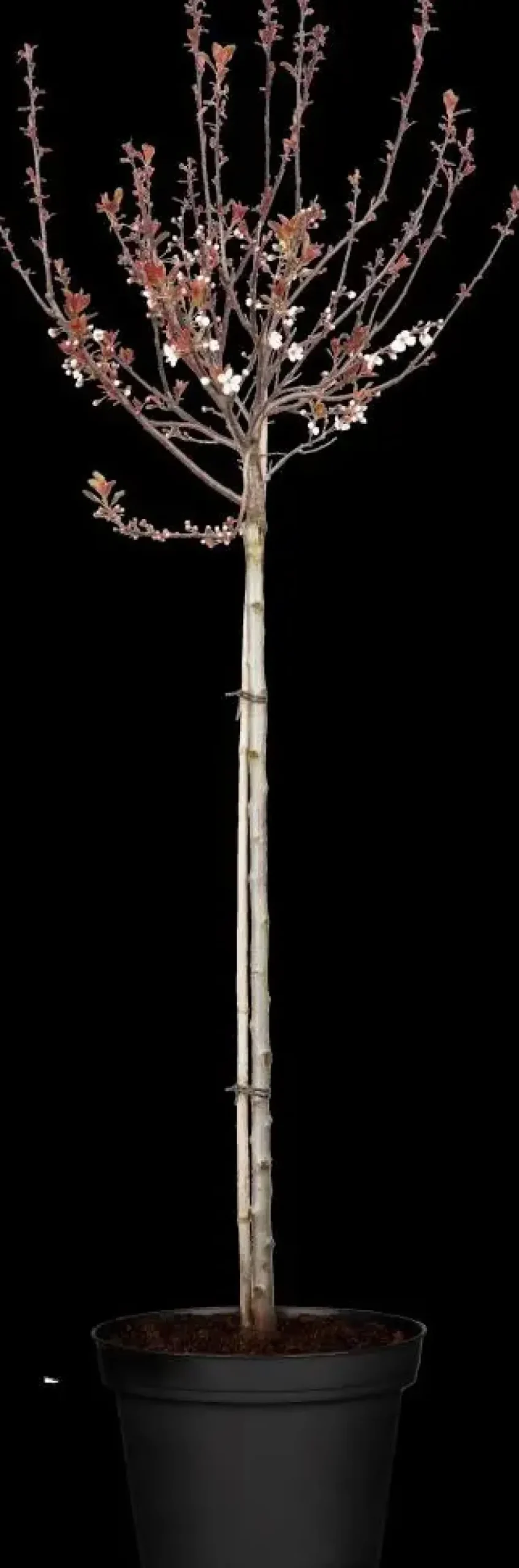 Prunus cistena (Prunus)