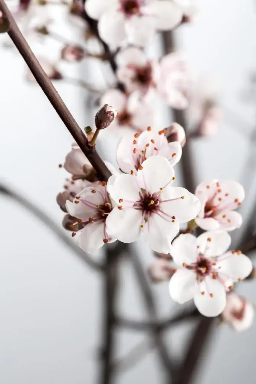 Prunus cistena (Prunus)