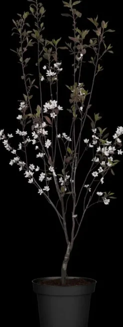 Prunus cistena (Prunus)