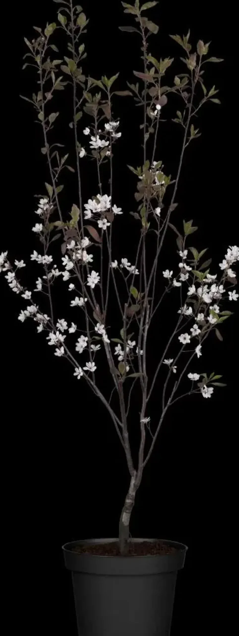 Prunus cistena (Prunus)