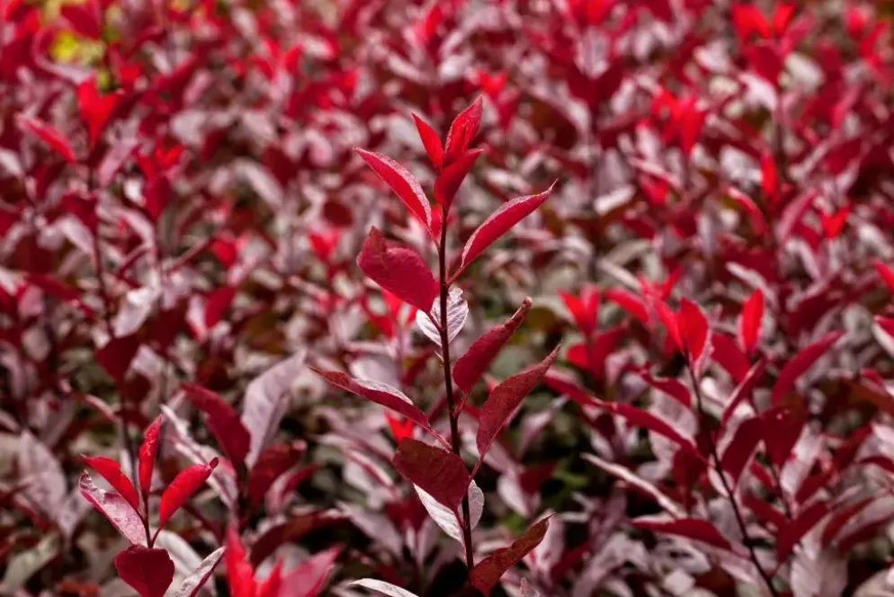 Prunus cistena (Prunus)