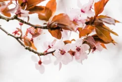 Prunus cistena (Prunus)