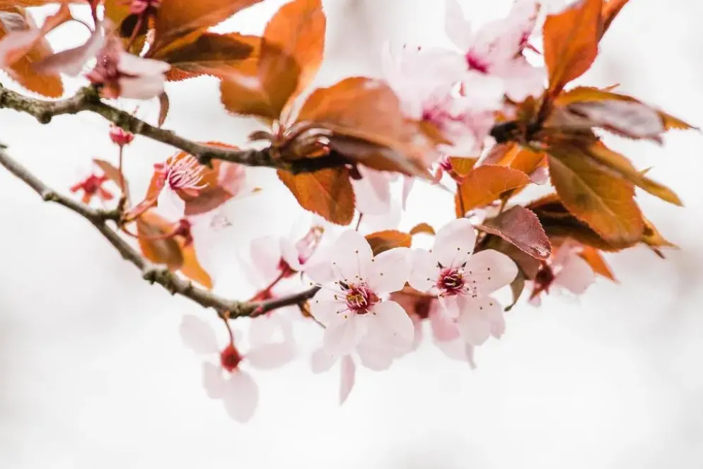Prunus cistena (Prunus)