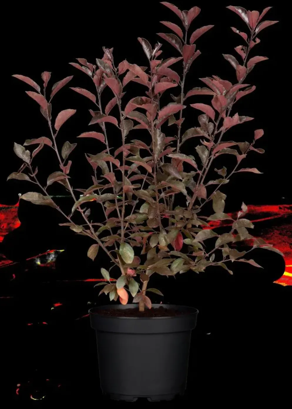 Prunus cistena (Prunus)