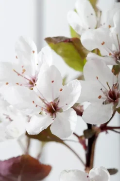 Prunus cistena (Prunus)