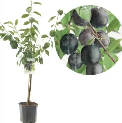 Prunus domestica 'Bleue de Belgique' (Pruim) fruitplant 160cm
