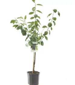 Prunus domestica 'Bleue de Belgique' (Pruim) fruitplant 160cm