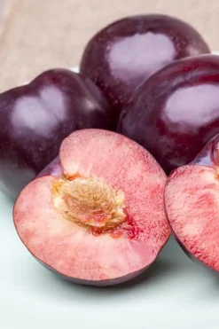 Prunus domestica 'Hauszwetsche' (Pruim) fruitplant 230cm