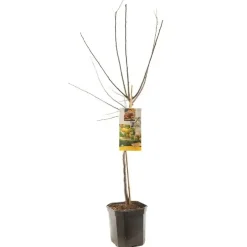 Prunus domestica 'Mirabelle de Nancy' (Pruim) fruitplant 160cm